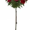 Stamroos (Rosa 'Red Meilove') D 24 H 75 Cm