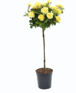 Stamroos (Rosa 'Yellow Meilove') D 24 H 75 Cm