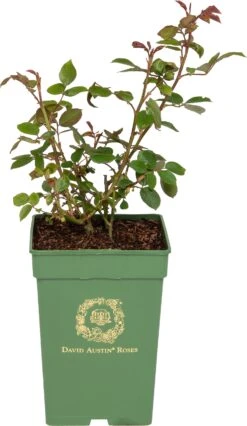 Roos (David Austin Rosa 'Desdemona®') D 24 H 40 Cm