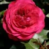 Struikroos (Rosa 'Rose Meilove') -Talen Tools Winkel 8717665763479