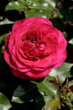 Struikroos (Rosa 'Rose Meilove')