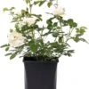 Struikroos (Rosa 'White Meilove') -Talen Tools Winkel 8717665763486 1
