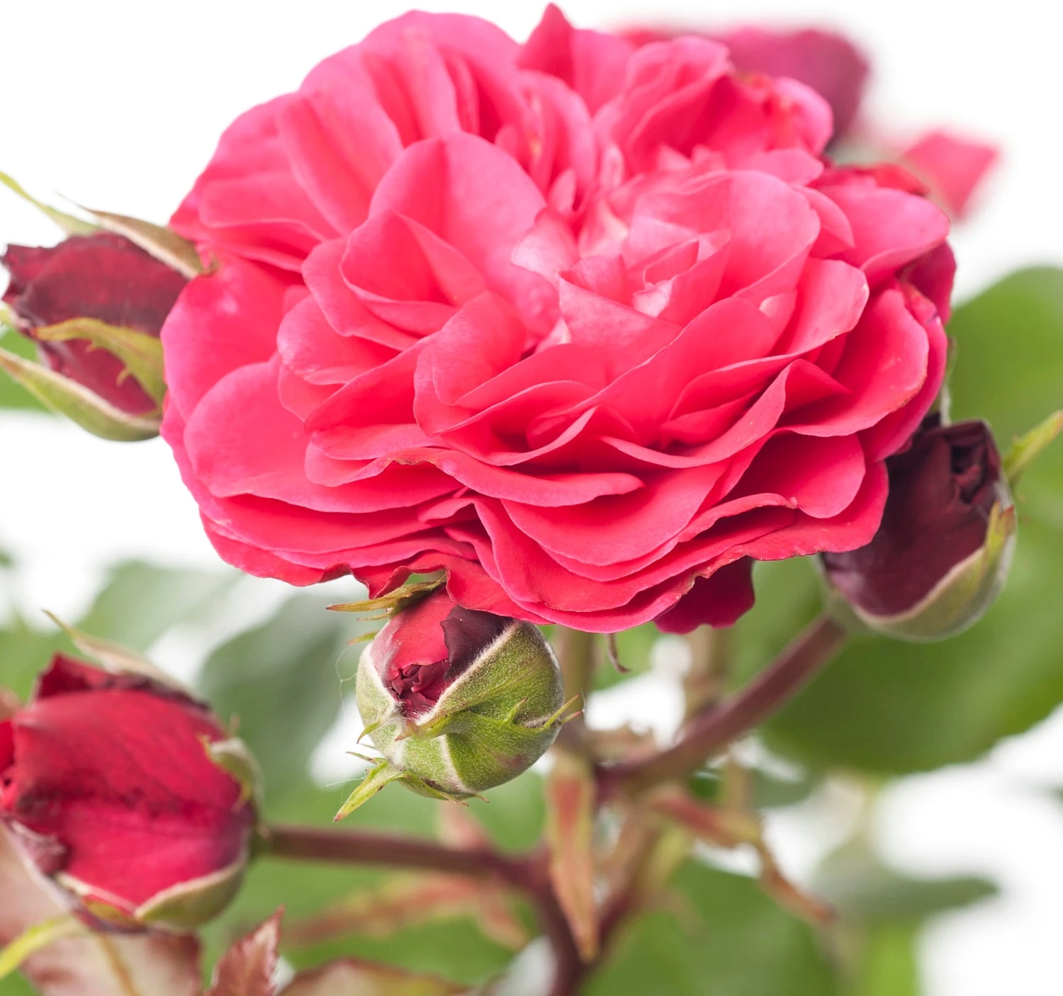 Struikroos (Rosa 'Red Meilove') 4 Struikroos (Rosa 'Red Meilove') - Afbeelding 2