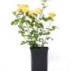 Struikroos (Rosa 'Yellow Meilove') 1 Struikroos (Rosa 'Yellow Meilove') -Talen Tools Winkel 8717665763509 1