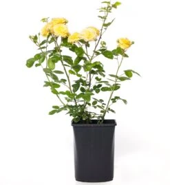 Struikroos (Rosa 'Yellow Meilove')