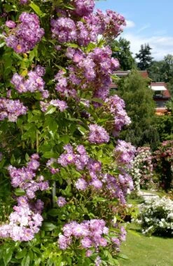 Rambler (Rosa 'Veilchenblau')
