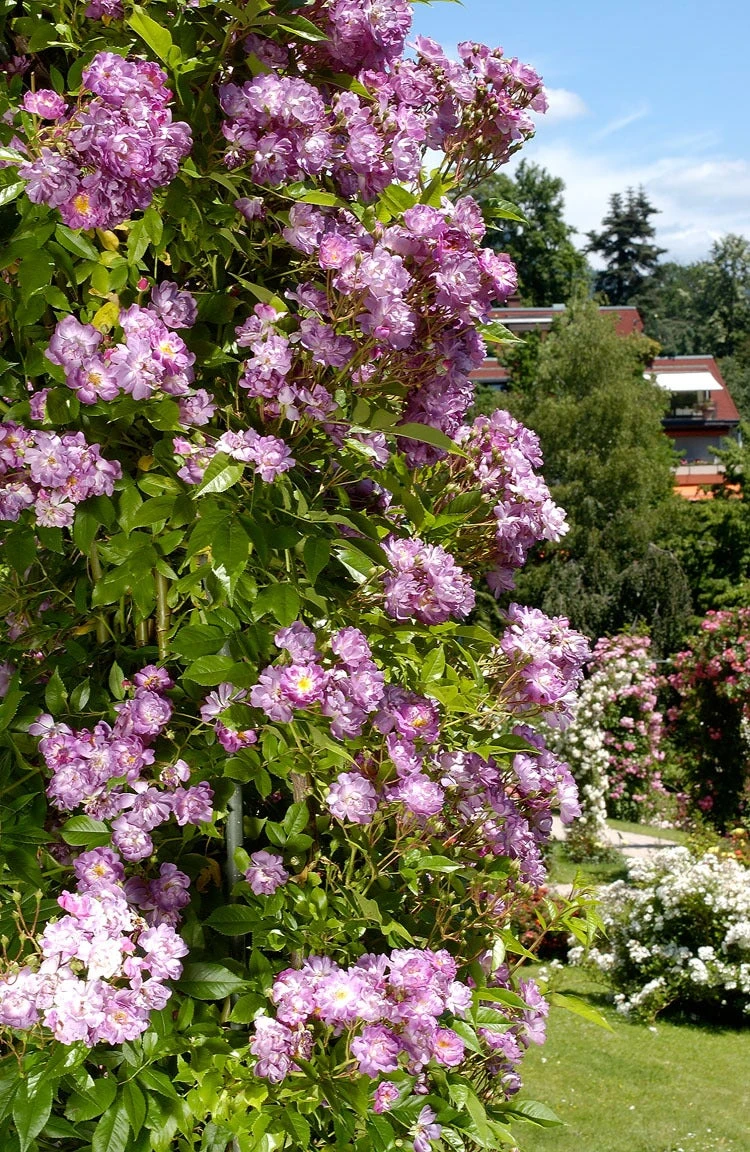 Rambler (Rosa 'Veilchenblau') 3 Rambler (Rosa 'Veilchenblau')