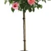 Stamroos (Rosa 'Rose Meilove') D 24 H 105 Cm