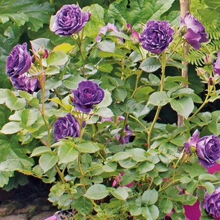 Struikroos (Rosa Minerva) D 23 H 35 Cm 4 Struikroos (Rosa Minerva) D 23 H 35 Cm - Afbeelding 2