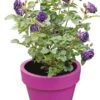 Struikroos (Rosa Minerva) D 23 H 35 Cm -Talen Tools Winkel 8717665795876 1 2 1