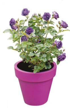 Struikroos (Rosa Minerva) D 23 H 35 Cm