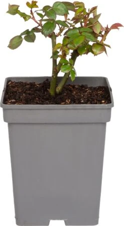 Grootbloemige Trosroos (Rosa Chippendale)