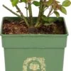 Roos (Rosa 'Darcey Bussell®') D 24 H 40 Cm -Talen Tools Winkel 8717665942362