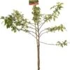 Intratuin Biologische Sierappel (Malus 'Red Sentinel') D 24 H 210 Cm 2 Intratuin Biologische Sierappel (Malus 'Red Sentinel') D 24 H 210 Cm -Talen Tools Winkel 8717755061621