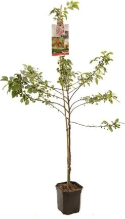 Intratuin Biologische Sierappel (Malus 'Red Sentinel') D 24 H 210 Cm