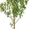 Perenboom (Pyrus Com. 'Conference') D 24 Cm -Talen Tools Winkel 8717755061713 2
