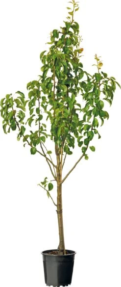 Perenboom (Pyrus Com. 'Conference') D 24 Cm