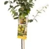 Intratuin Biologische Kweepeer (Cydonia Oblonga 'Kweepeer') D 24 H 160 Cm