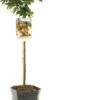 Intratuin Biologische Sierappel (Malus 'Pom'Zai') D 24 H 100 Cm 2 Intratuin Biologische Sierappel (Malus 'Pom'Zai') D 24 H 100 Cm -Talen Tools Winkel 8717755061911