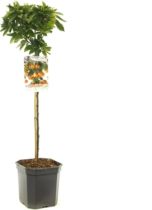 Intratuin Biologische Sierappel (Malus 'Pom'Zai') D 24 H 100 Cm 3 Intratuin Biologische Sierappel (Malus 'Pom'Zai') D 24 H 100 Cm
