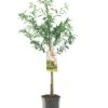 Intratuin Biologische Amandel (Prunus Dulcis 'Robijn') D 24 H 200 Cm -Talen Tools Winkel 8717755062383