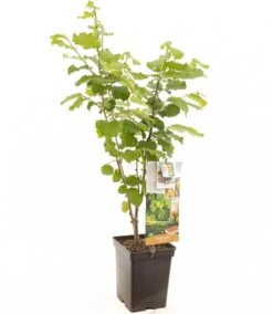 Intratuin Biologische Hazelnoot (Corylus Avellana 'Cosford') D 18 H 105 Cm