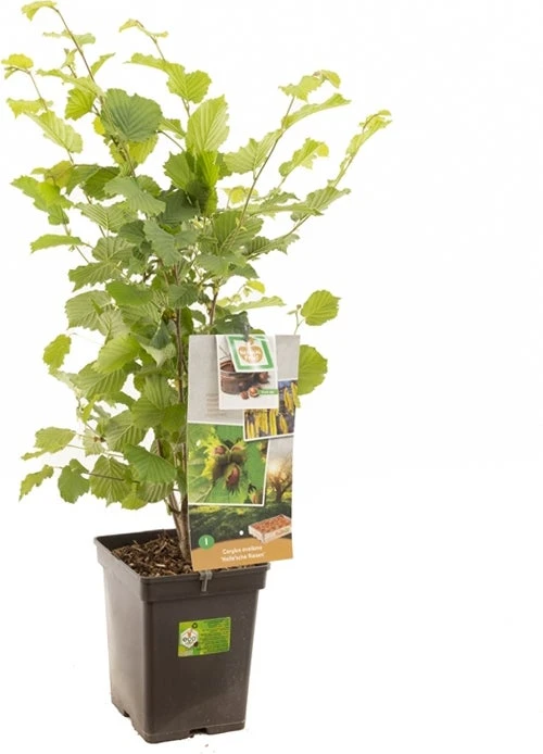 Intratuin Biologische Hazelnoot (Corylus Avellana 'Halle'sche Riesen') D 18 H 105 Cm 3 Intratuin Biologische Hazelnoot (Corylus Avellana 'Halle'sche Riesen') D 18 H 105 Cm