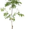 Intratuin Biologische Walnoot (Juglans Regina 'Buccaneer') D 24 H 120 Cm -Talen Tools Winkel 8717755066572