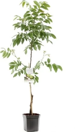 Intratuin Biologische Walnoot (Juglans Regina 'Buccaneer') D 24 H 120 Cm