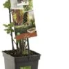 Intratuin Biologische 4 Bessen (Ribes 'Quatro') D 18 H 65 Cm 1 Intratuin Biologische 4 Bessen (Ribes 'Quatro') D 18 H 65 Cm -Talen Tools Winkel 8717755067272