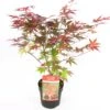 Japanse Esdoorn (Acer Palmatum 'Atropurpureum') D 19 H 40 Cm