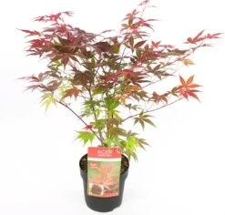 Japanse Esdoorn (Acer Palmatum 'Atropurpureum') D 19 H 40 Cm