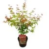 Japanse Esdoorn (Acer Palmatum 'Beni-Maiko') D 19 H 40 Cm 1 Japanse Esdoorn (Acer Palmatum 'Beni-Maiko') D 19 H 40 Cm -Talen Tools Winkel 8718182410457