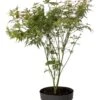 Japanse Esdoorn (Acer Palmatum 'Butterfly') D 19 H 45 Cm -Talen Tools Winkel 8718182410488