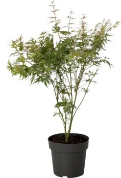 Japanse Esdoorn (Acer Palmatum 'Butterfly') D 19 H 45 Cm