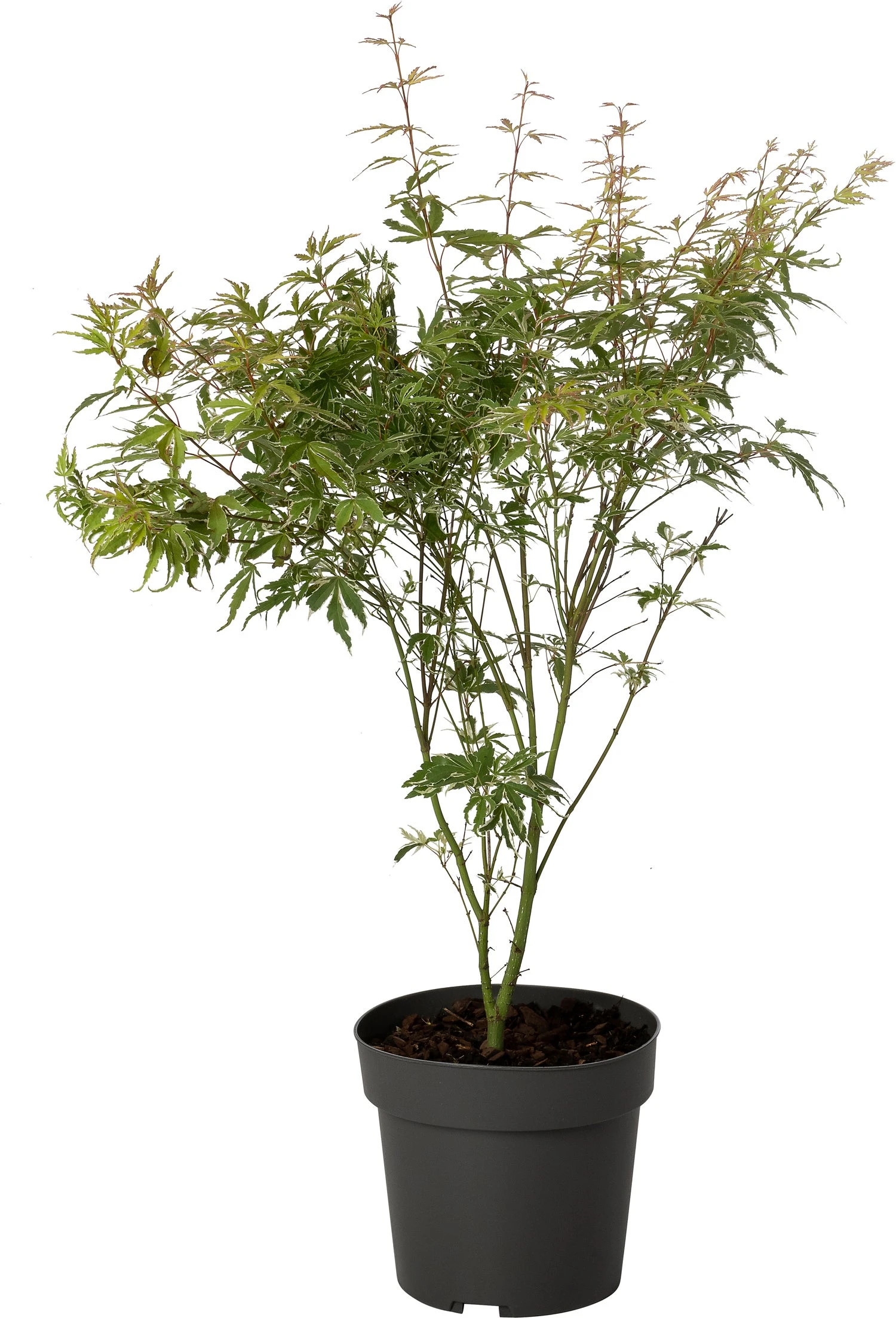 Japanse Esdoorn (Acer Palmatum 'Butterfly') D 19 H 45 Cm 3 Japanse Esdoorn (Acer Palmatum 'Butterfly') D 19 H 45 Cm