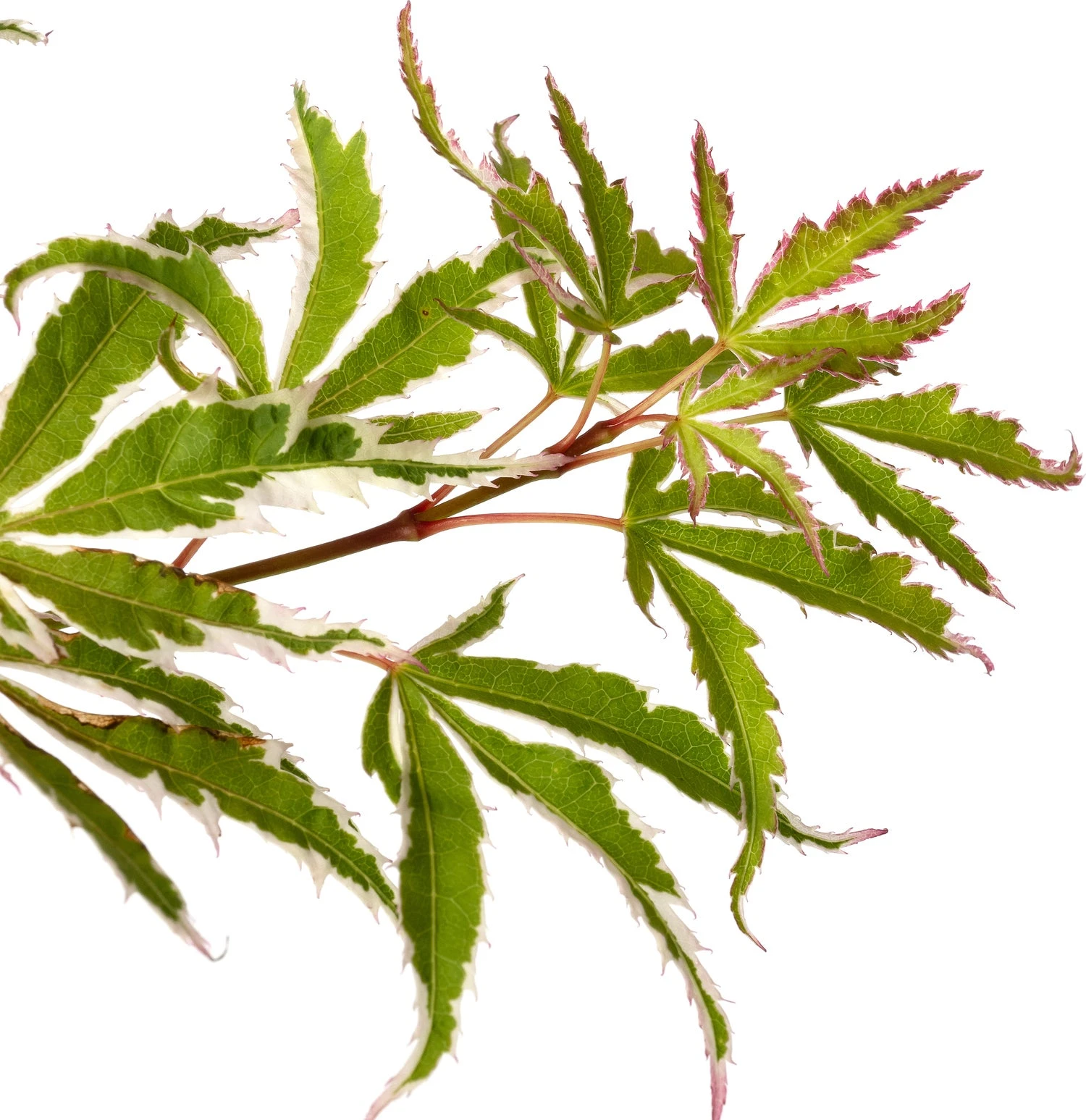 Japanse Esdoorn (Acer Palmatum 'Butterfly') D 19 H 45 Cm 4 Japanse Esdoorn (Acer Palmatum 'Butterfly') D 19 H 45 Cm - Afbeelding 2