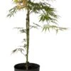 Japanse Esdoorn (Acer Palmatum 'Dissectum') D 19 H 50 Cm -Talen Tools Winkel 8718182410495