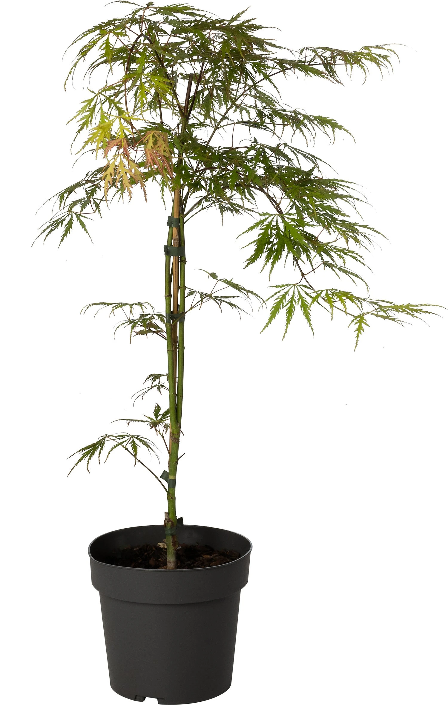 Japanse Esdoorn (Acer Palmatum 'Dissectum') D 19 H 50 Cm 3 Japanse Esdoorn (Acer Palmatum 'Dissectum') D 19 H 50 Cm