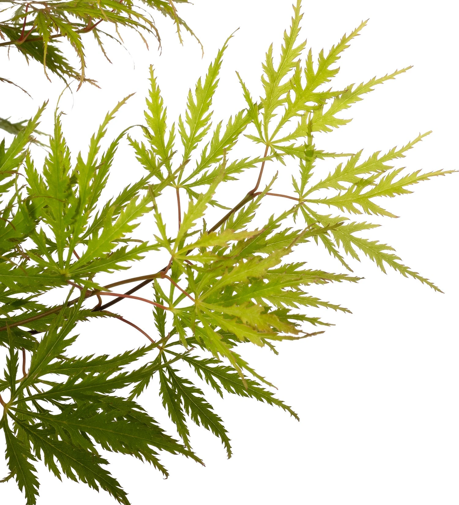 Japanse Esdoorn (Acer Palmatum 'Dissectum') D 19 H 50 Cm 4 Japanse Esdoorn (Acer Palmatum 'Dissectum') D 19 H 50 Cm - Afbeelding 2