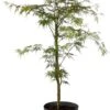 Japanse Esdoorn (Acer Palmatum 'Emerald Lace') D 19 H 45 Cm