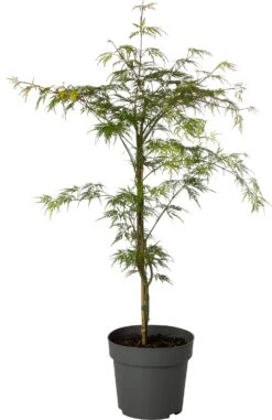 Japanse Esdoorn (Acer Palmatum 'Emerald Lace') D 19 H 45 Cm
