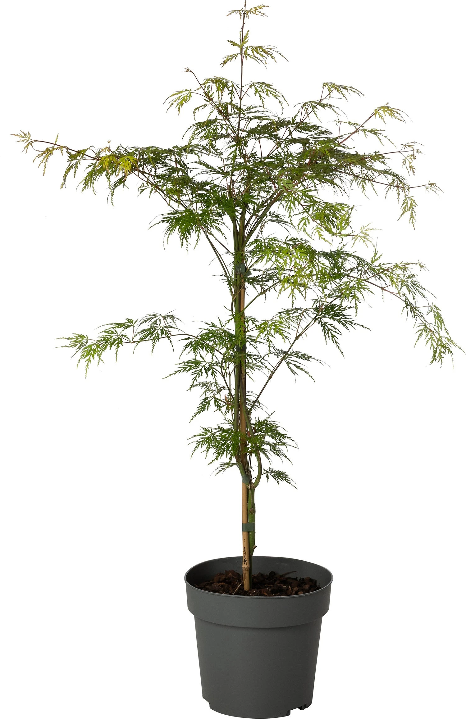 Japanse Esdoorn (Acer Palmatum 'Emerald Lace') D 19 H 45 Cm 3 Japanse Esdoorn (Acer Palmatum 'Emerald Lace') D 19 H 45 Cm