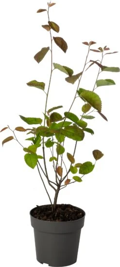 Japanse Esdoorn (Acer Palmatum 'Enkan') D 19 H 40 Cm