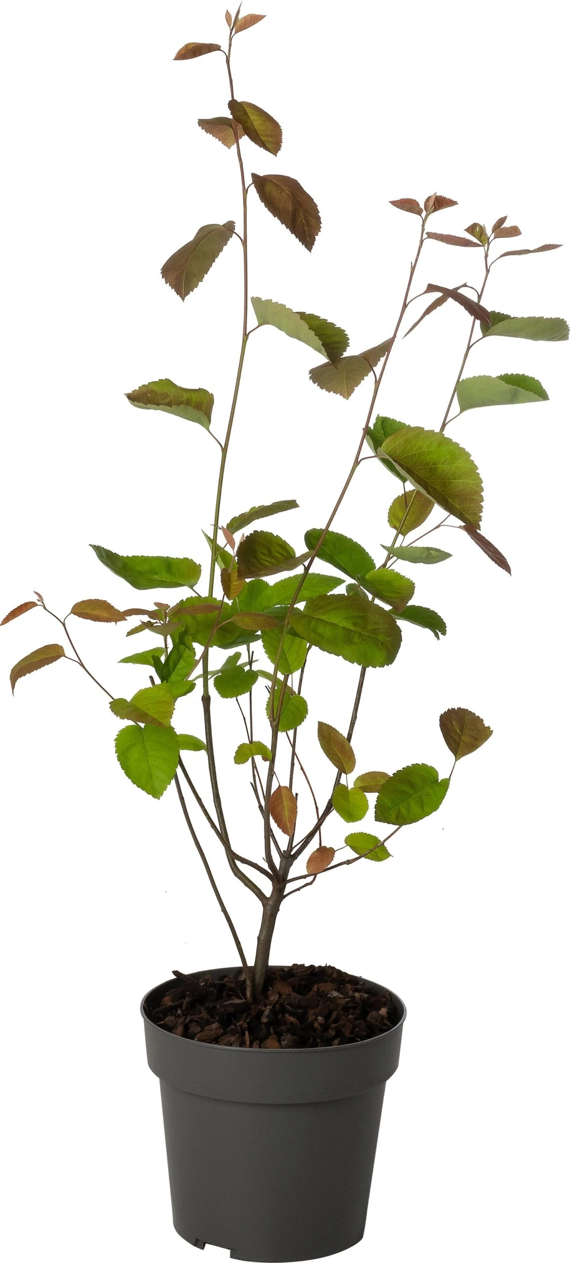 Japanse Esdoorn (Acer Palmatum 'Enkan') D 19 H 40 Cm 3 Japanse Esdoorn (Acer Palmatum 'Enkan') D 19 H 40 Cm