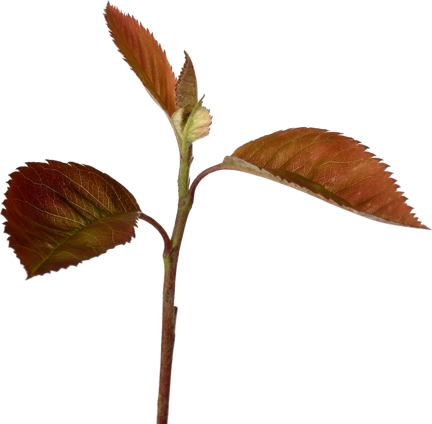 Japanse Esdoorn (Acer Palmatum 'Enkan') D 19 H 40 Cm 4 Japanse Esdoorn (Acer Palmatum 'Enkan') D 19 H 40 Cm - Afbeelding 2