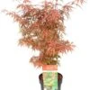 Japanse Esdoorn (Acer Palmatum 'Jerre Schwartz') D 19 H 40 Cm 1 Japanse Esdoorn (Acer Palmatum 'Jerre Schwartz') D 19 H 40 Cm -Talen Tools Winkel 8718182410532 1