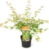 Japanse Esdoorn (Acer Palmatum 'Katsura') D 19 H 40 Cm 2 Japanse Esdoorn (Acer Palmatum 'Katsura') D 19 H 40 Cm -Talen Tools Winkel 8718182410549