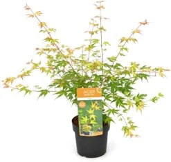 Japanse Esdoorn (Acer Palmatum 'Katsura') D 19 H 40 Cm