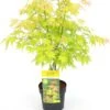 Japanse Esdoorn (Acer Palmatum 'Orange Dream') D 19 H 40 Cm -Talen Tools Winkel 8718182410594
